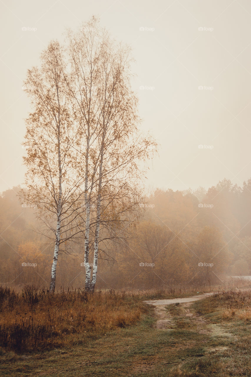 Autumn misty landscape at early morning 