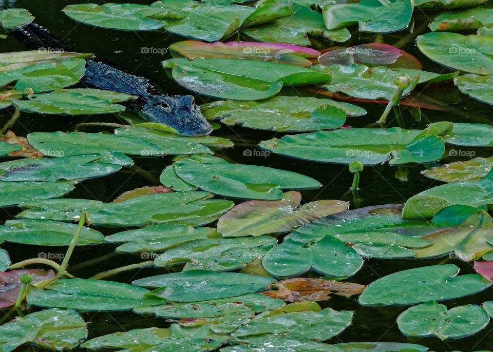 Alligator in Lily Pads . An Alligator hides and moves painfully slow as it looks for prey. 
