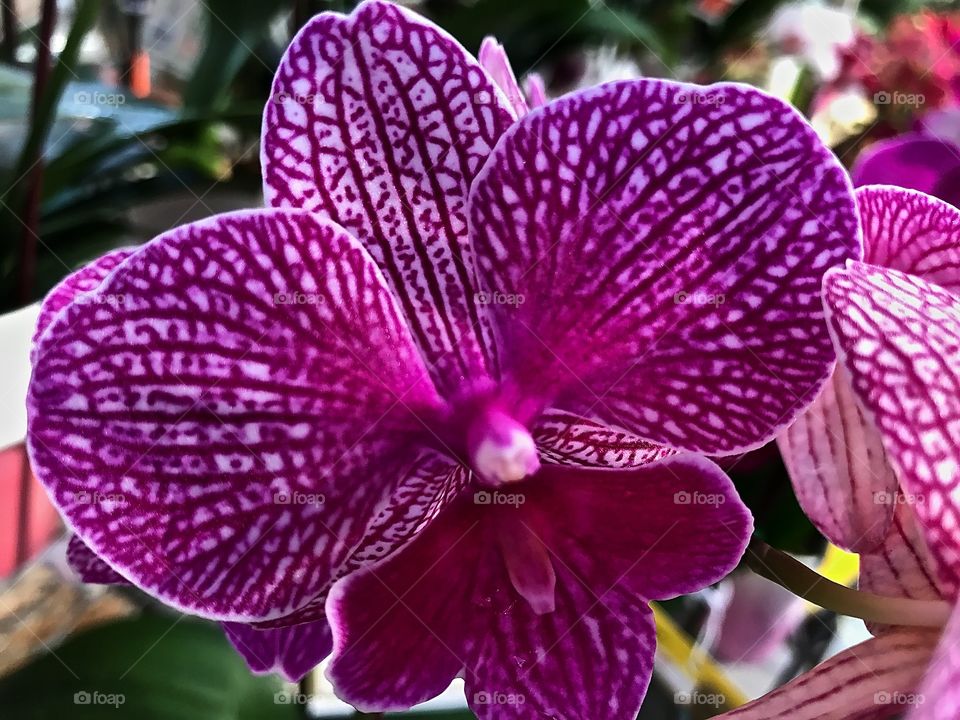 Purple purple orchid