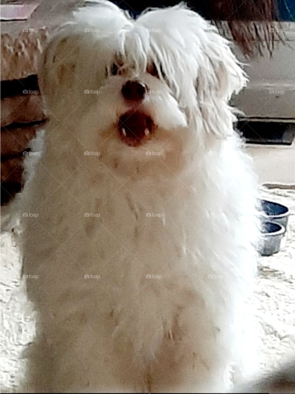 Holly telling me she wants to go on squirrel patrol