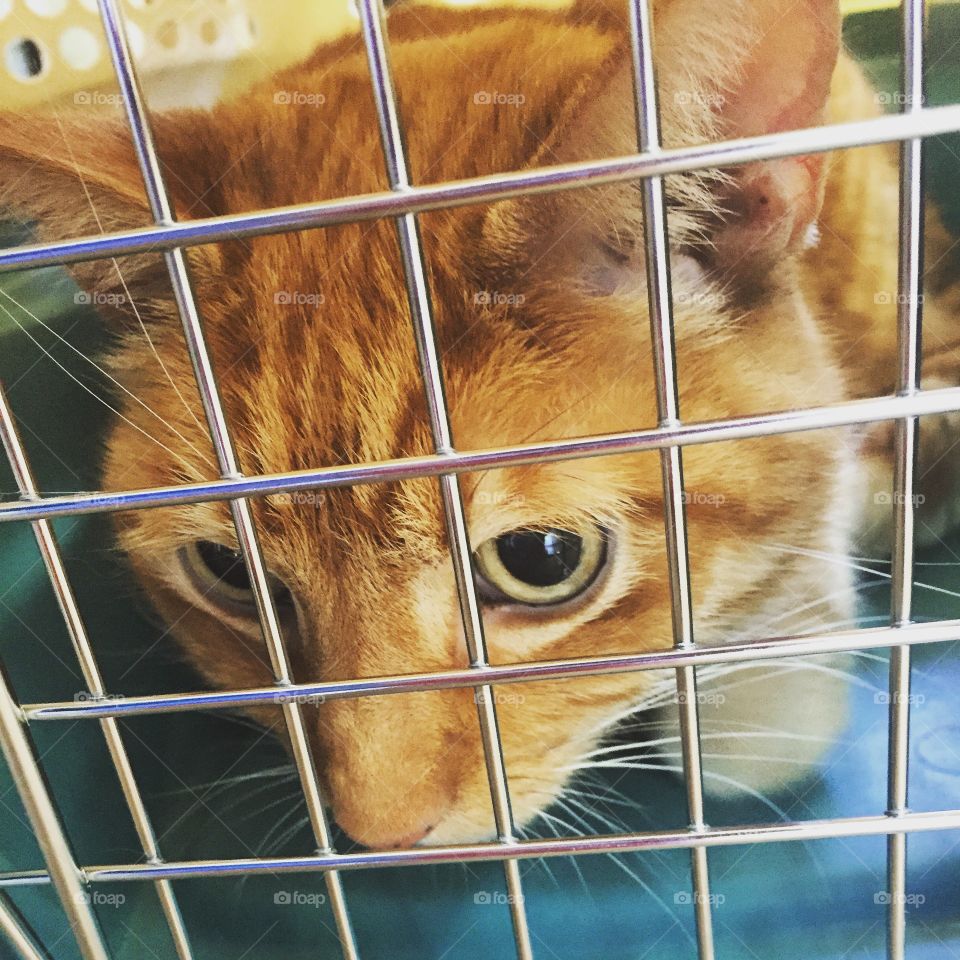 Caged orange cat