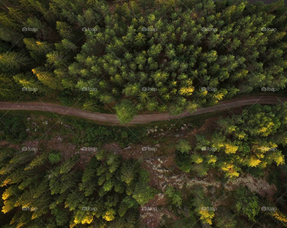Drone view of a green forest