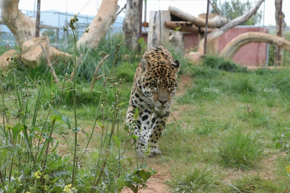 Leopard
