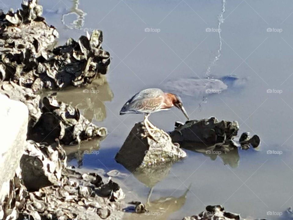 bird standing on rock