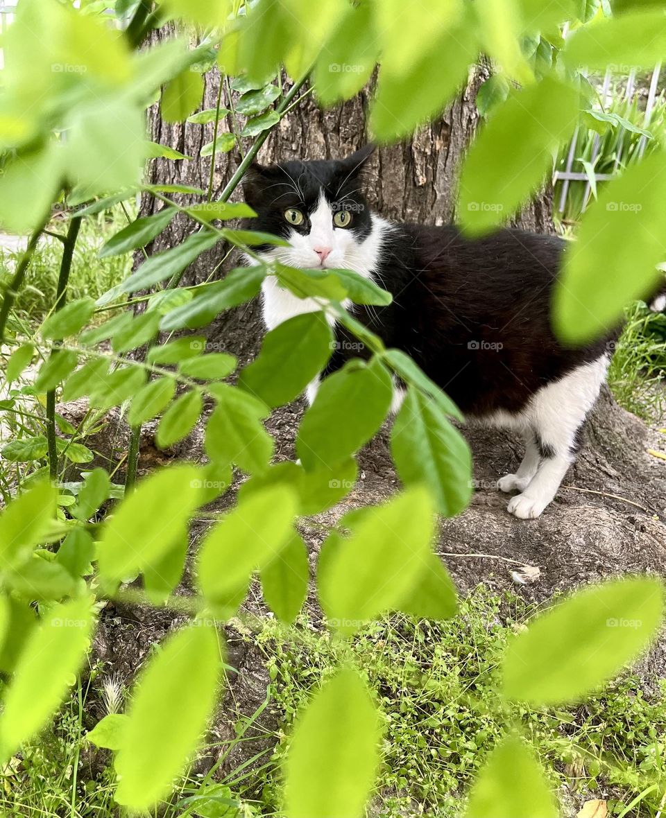 Cat walk in nature.