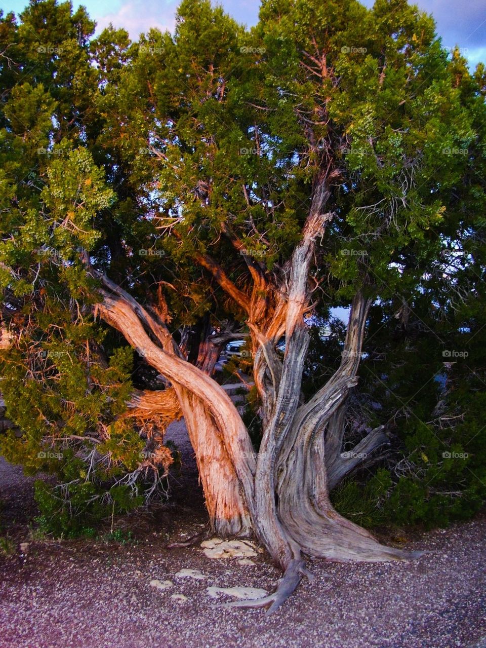 View of a tree