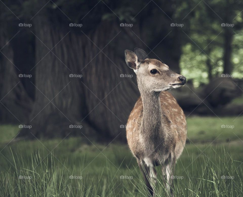 A young deer in the shade of the woodland