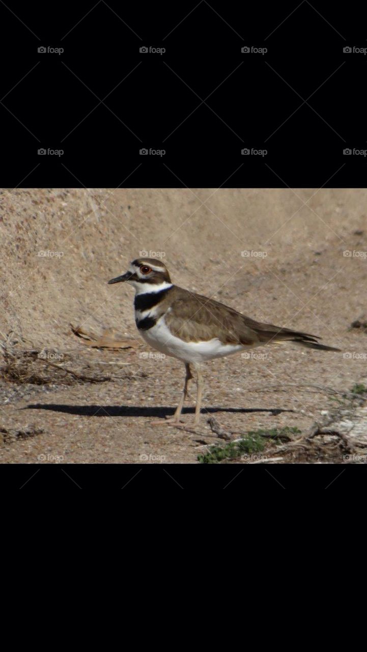 Ringed Plover