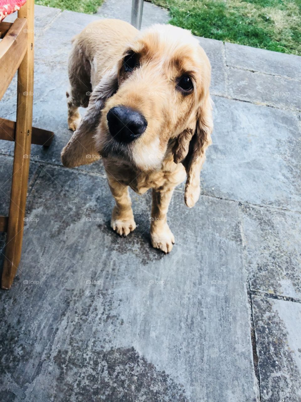 Rusty, the cute dog 