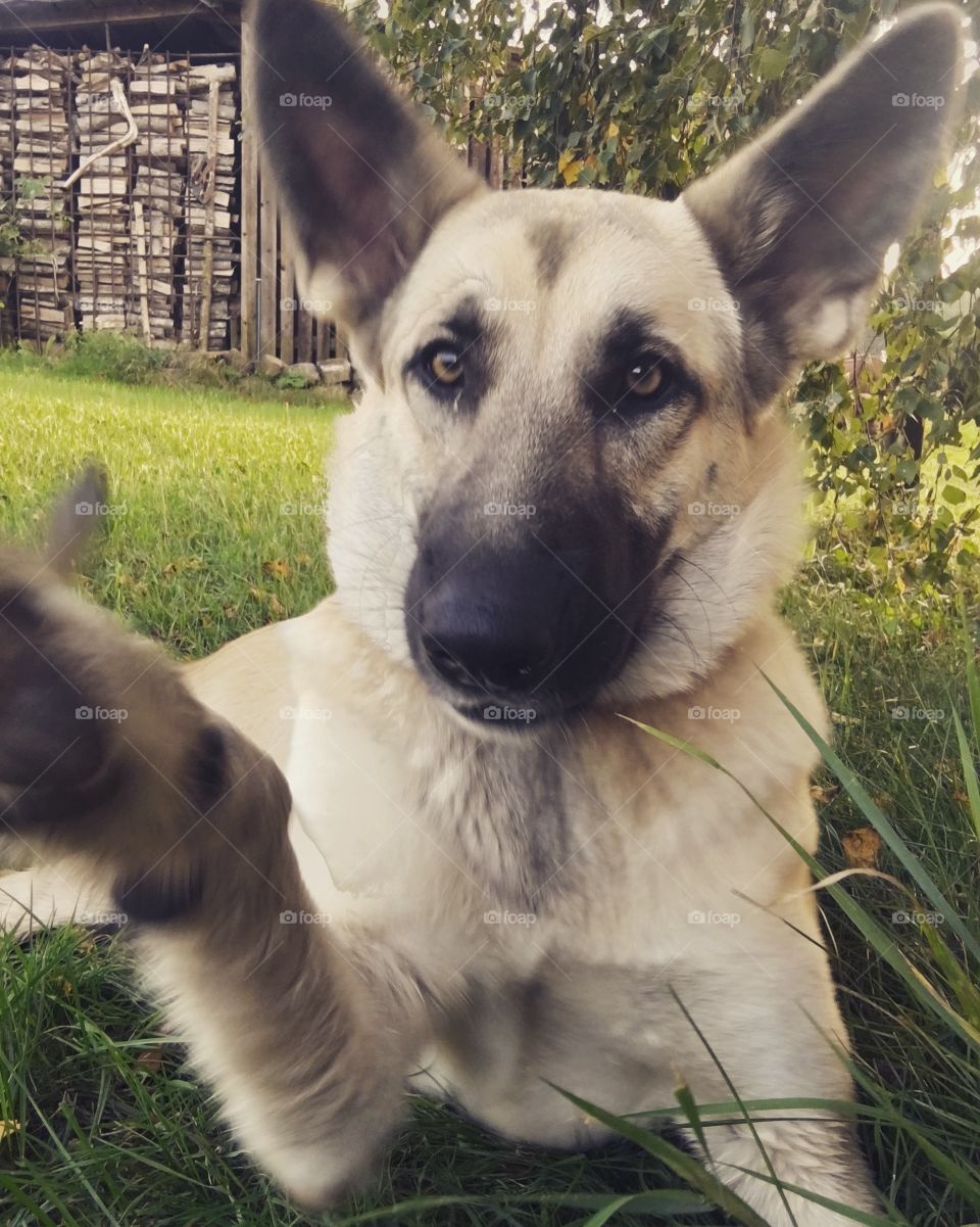 Dog’s selfie