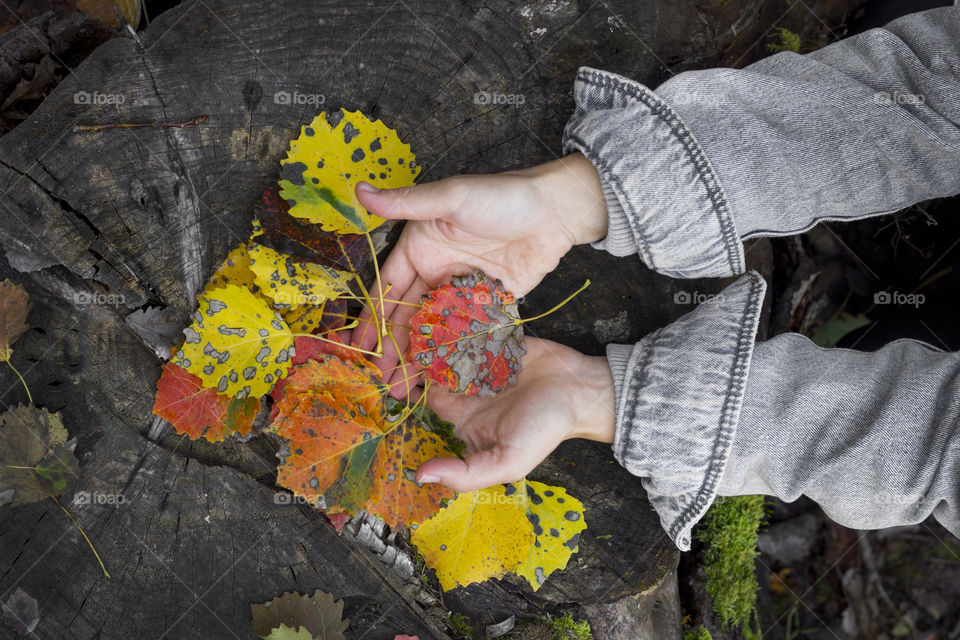 Colorful autumn leaves in hands outdoor, view from above
