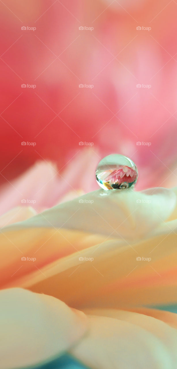 Uma gota de orvalho sobre um pétala de flor.
A refração na gota dá um efeito espelhado invertido do que está em volta dela.