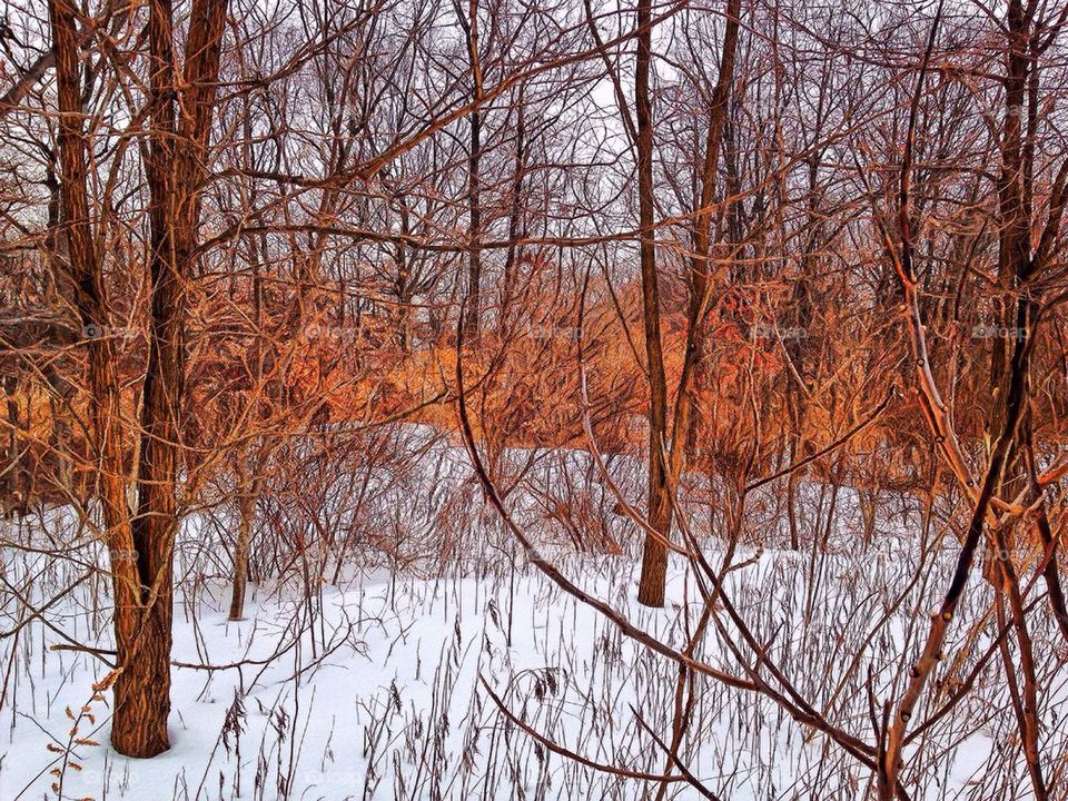 View of trees during winter