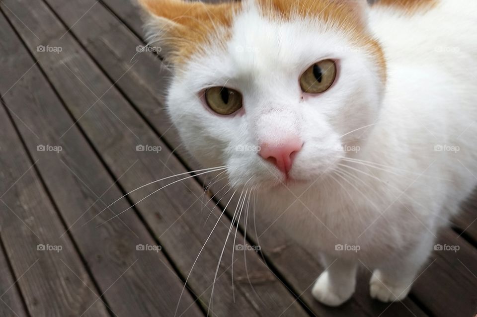 Cat looking in camera