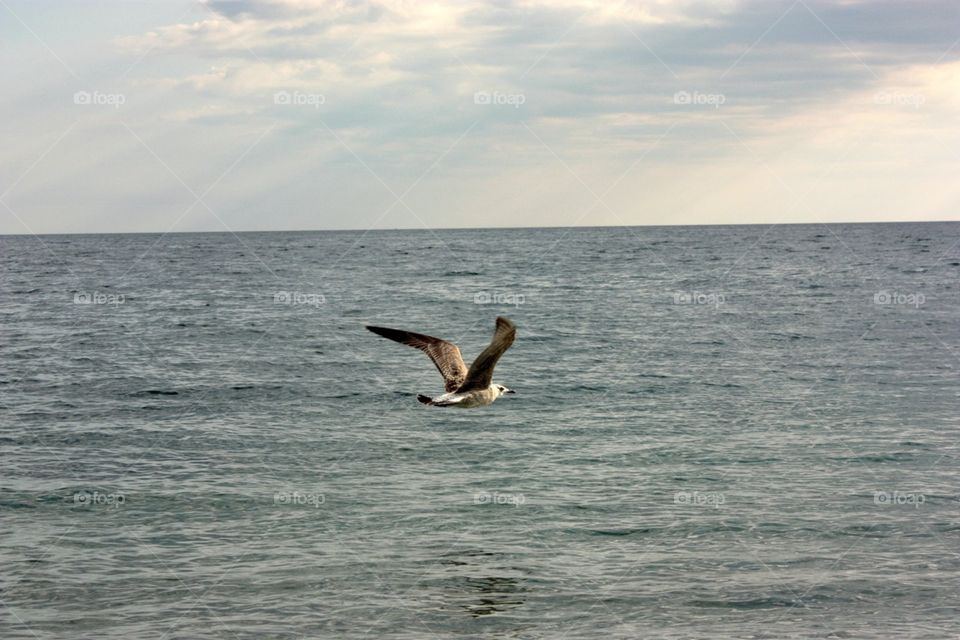 Seagull flying under the sea 