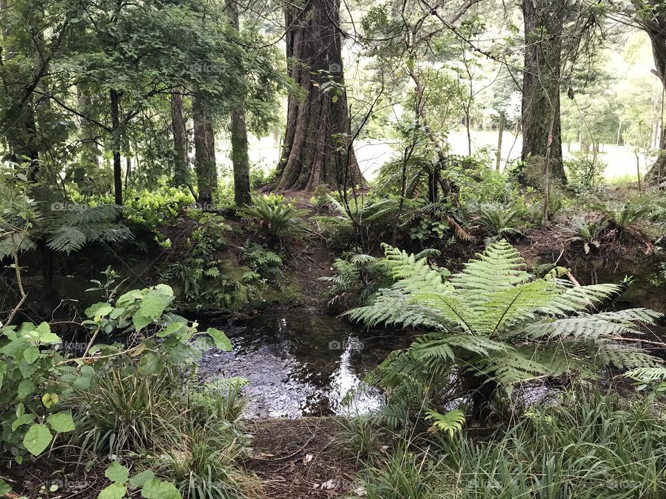 A stream going through a green, pleasing, natural forest path.