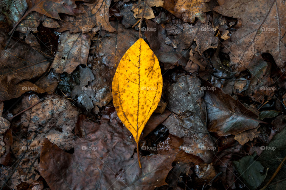 Single Yellow Autumn Leaf