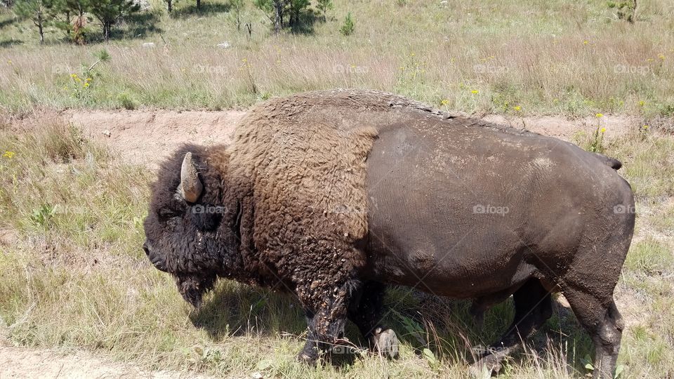 Bison