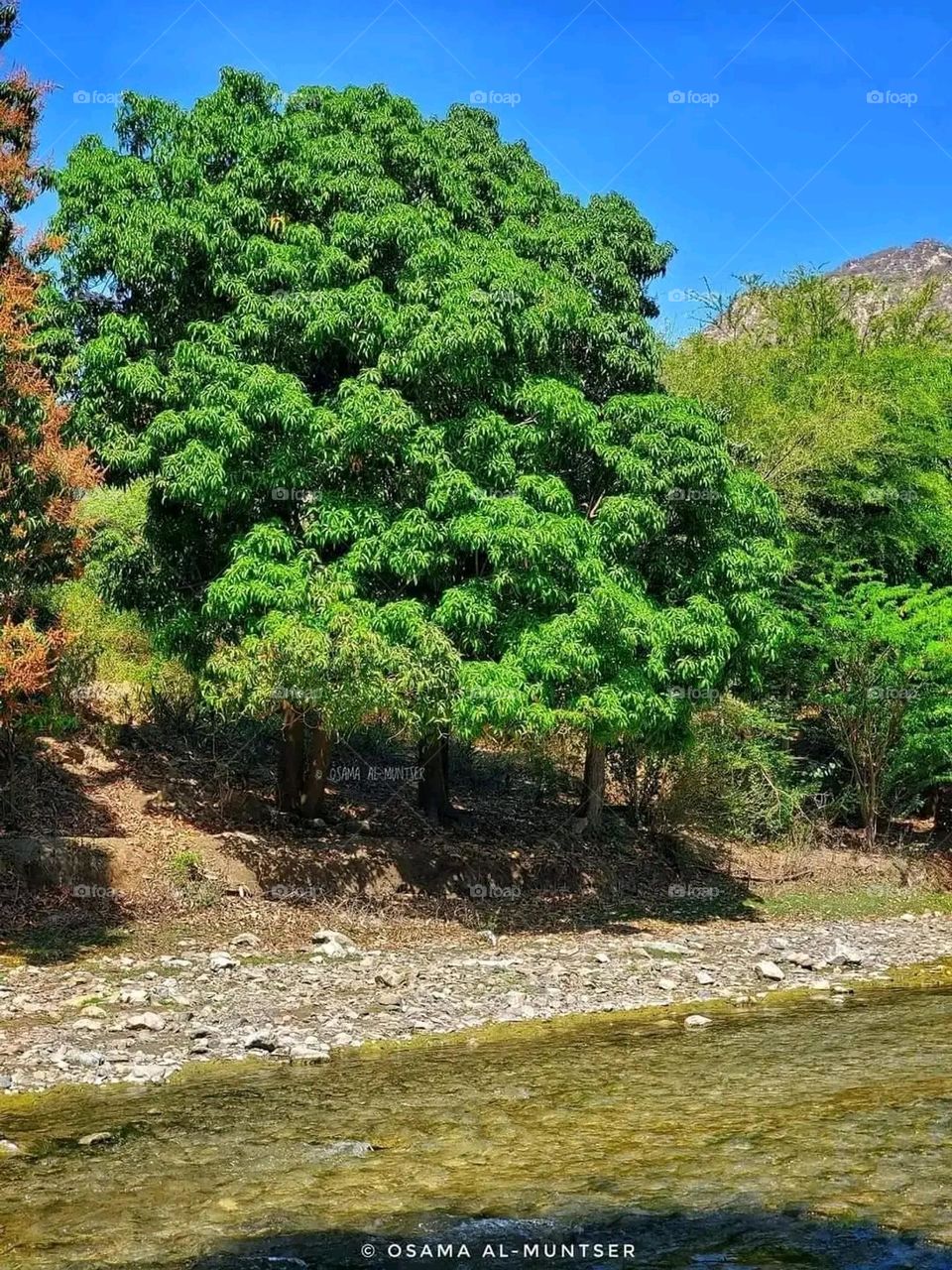 Glory be to God, the magnificent and picturesque view and the natural green trees are a view that is nothing more wonderful than it