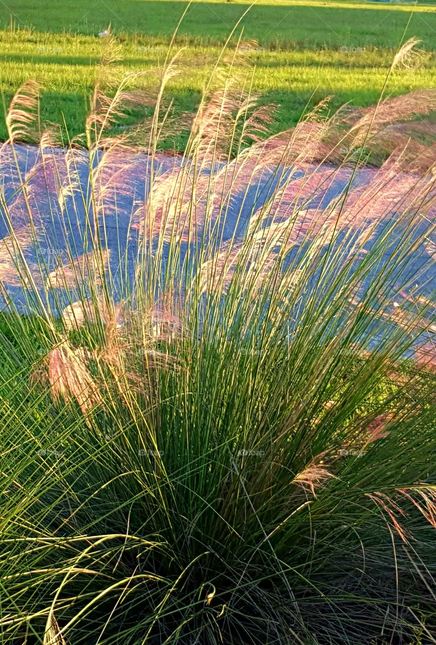 Grass, Nature, Summer, Flora, No Person