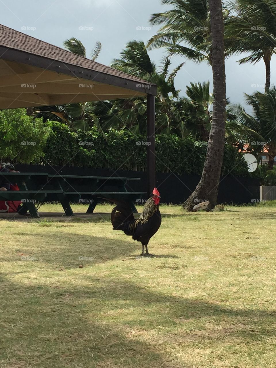 The wildlife on the island is something to be admired. They roam amongst the people & causally go about their day.