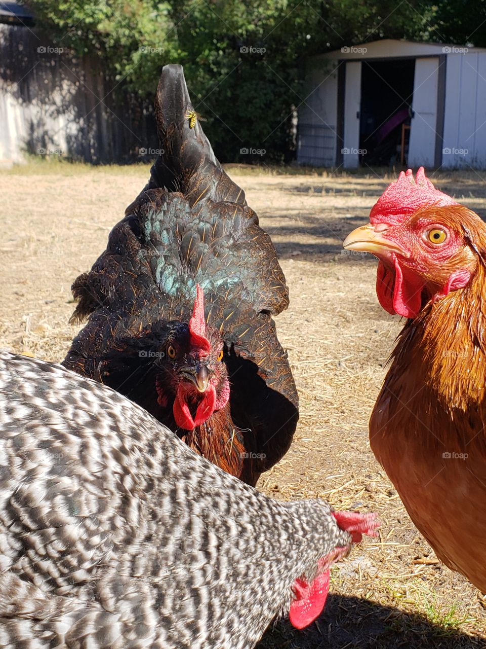 hens free range backyard  ckickens