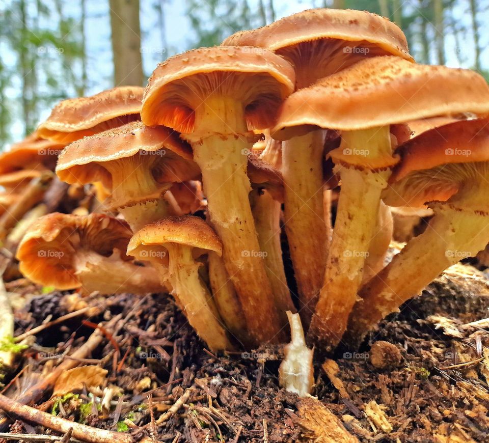 Pilze aus Boden Perspektive