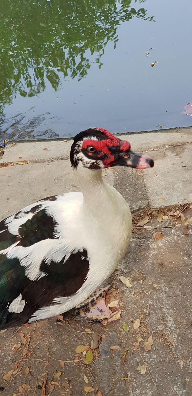 cute duck