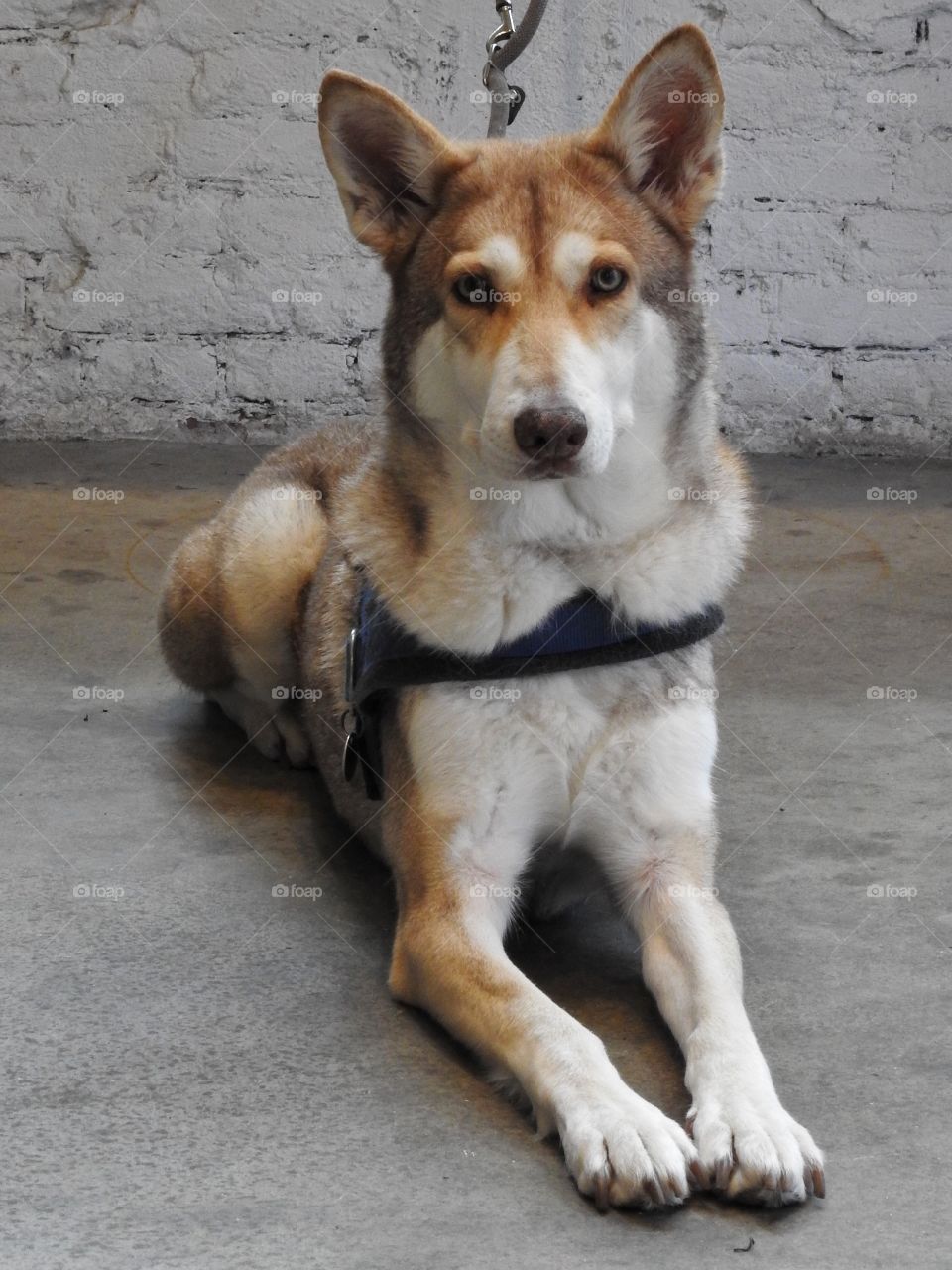 Sibirian Husky