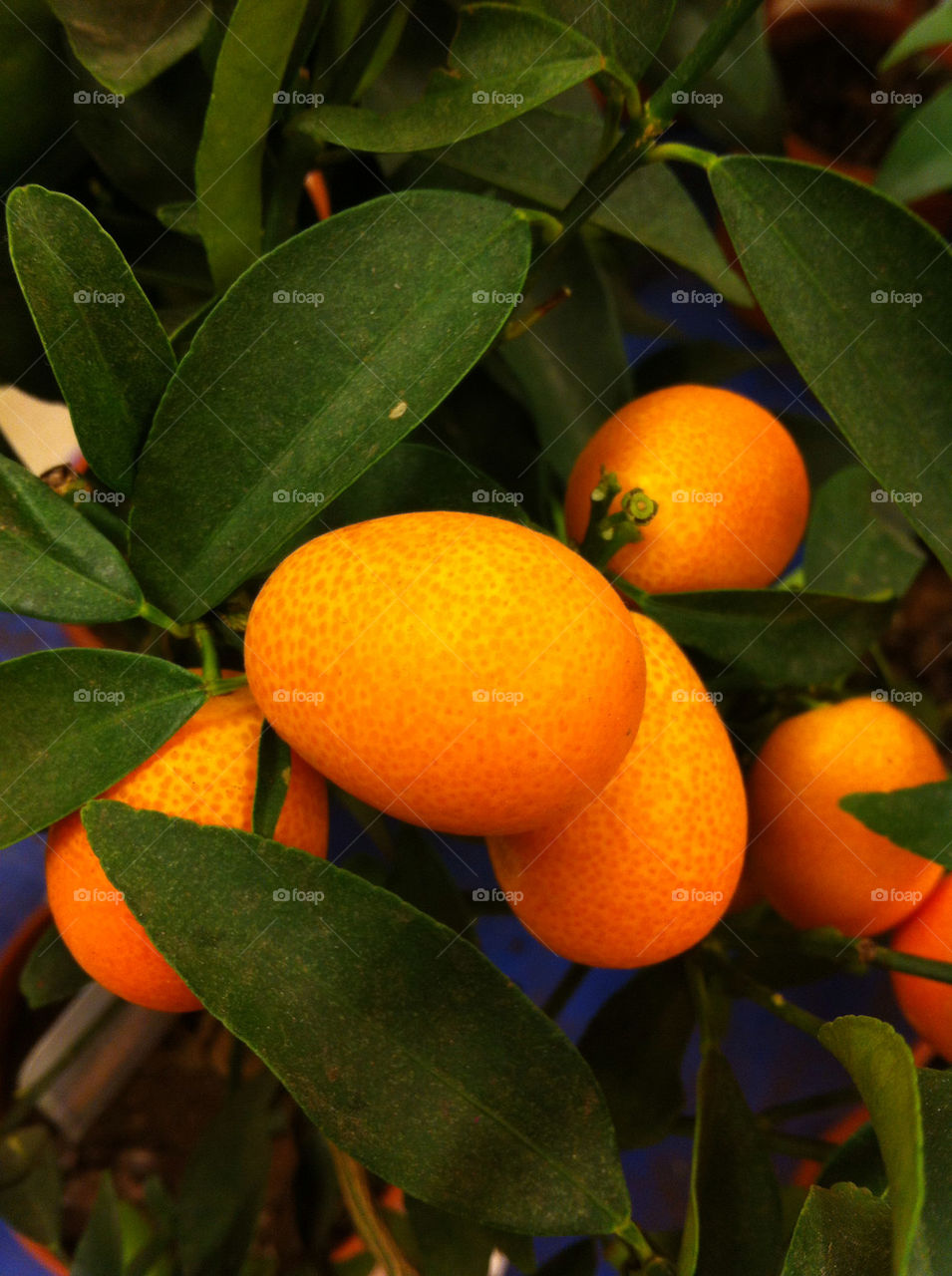 Citrus tree