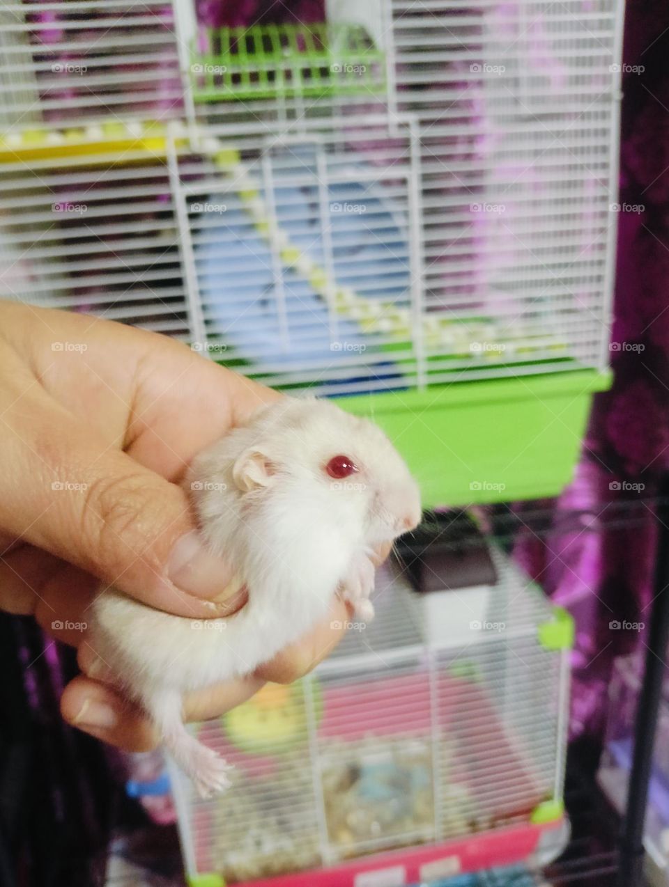 hamster