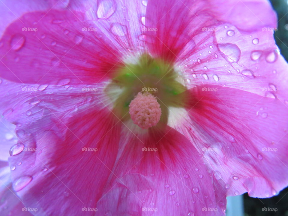 flower in the rain