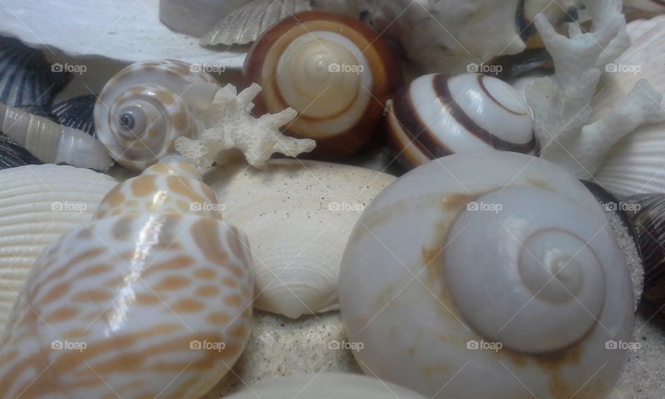 Seashells on sand with coral