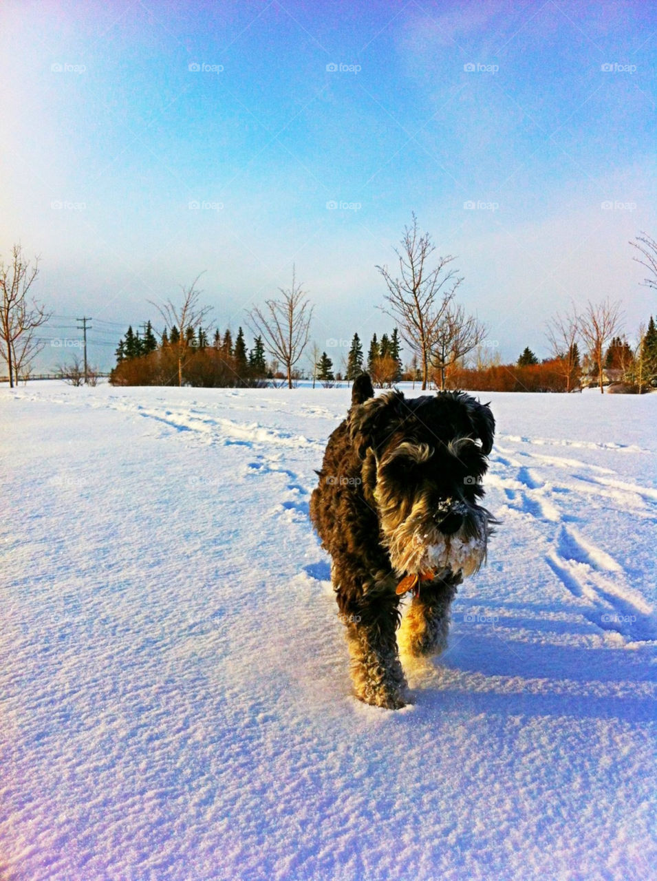 loyal companion faithful mini schnauzer by redrock