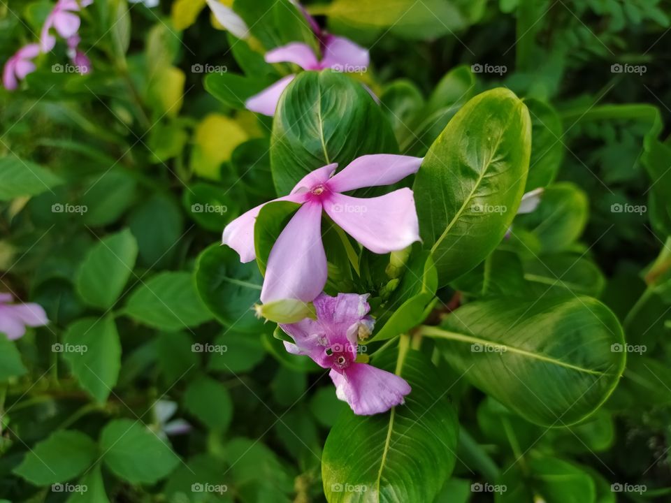 Flowers are like friends they bring color to your world.