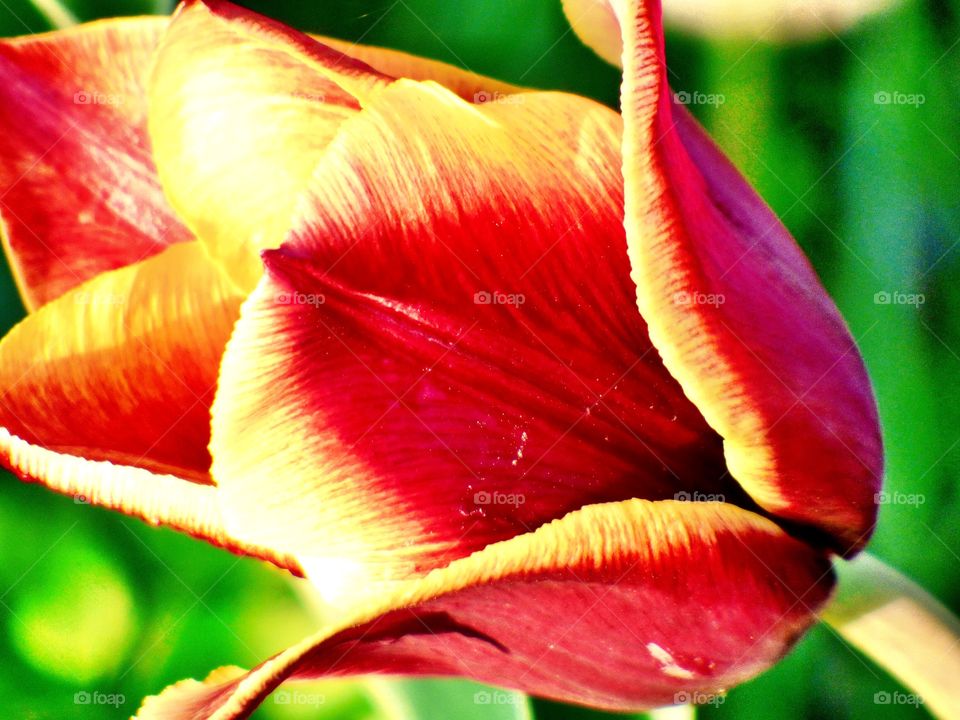 Tulip up close in Indiana 