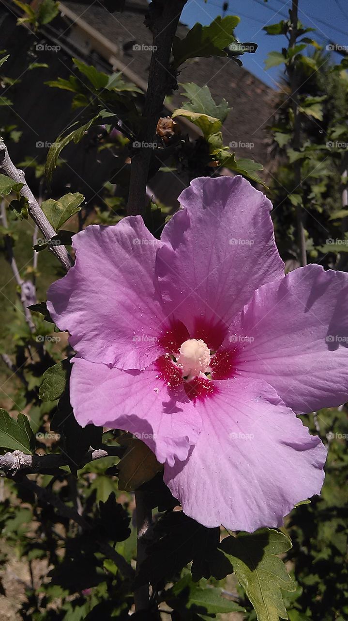 purple rose of sharon. Another flower