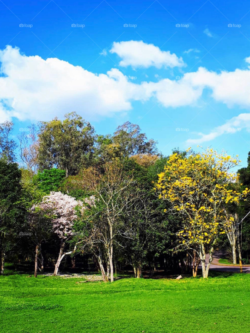 Brazil Trees and Plants