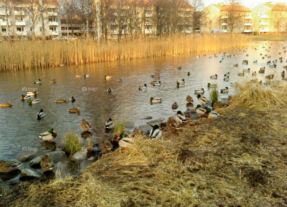 Ducks!. Springtime in the river!