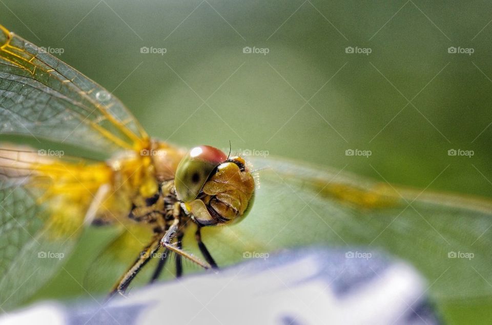 Close-up of a dragonfly