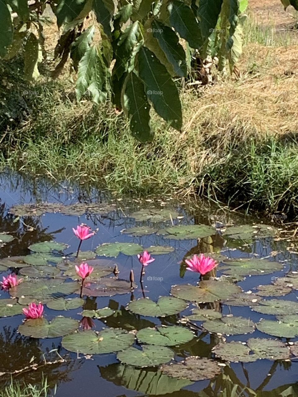 Best of 2021 : Nature, My garden (Thailand)