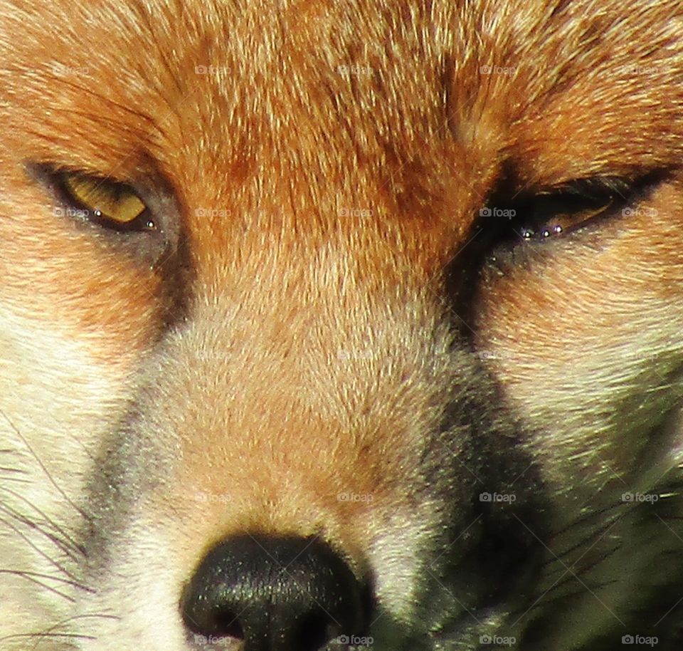 close-up of a fox 🦊