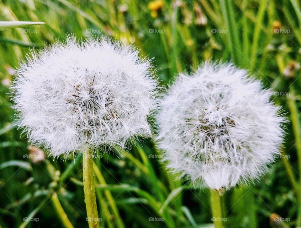 Dandelions 🤍🤍