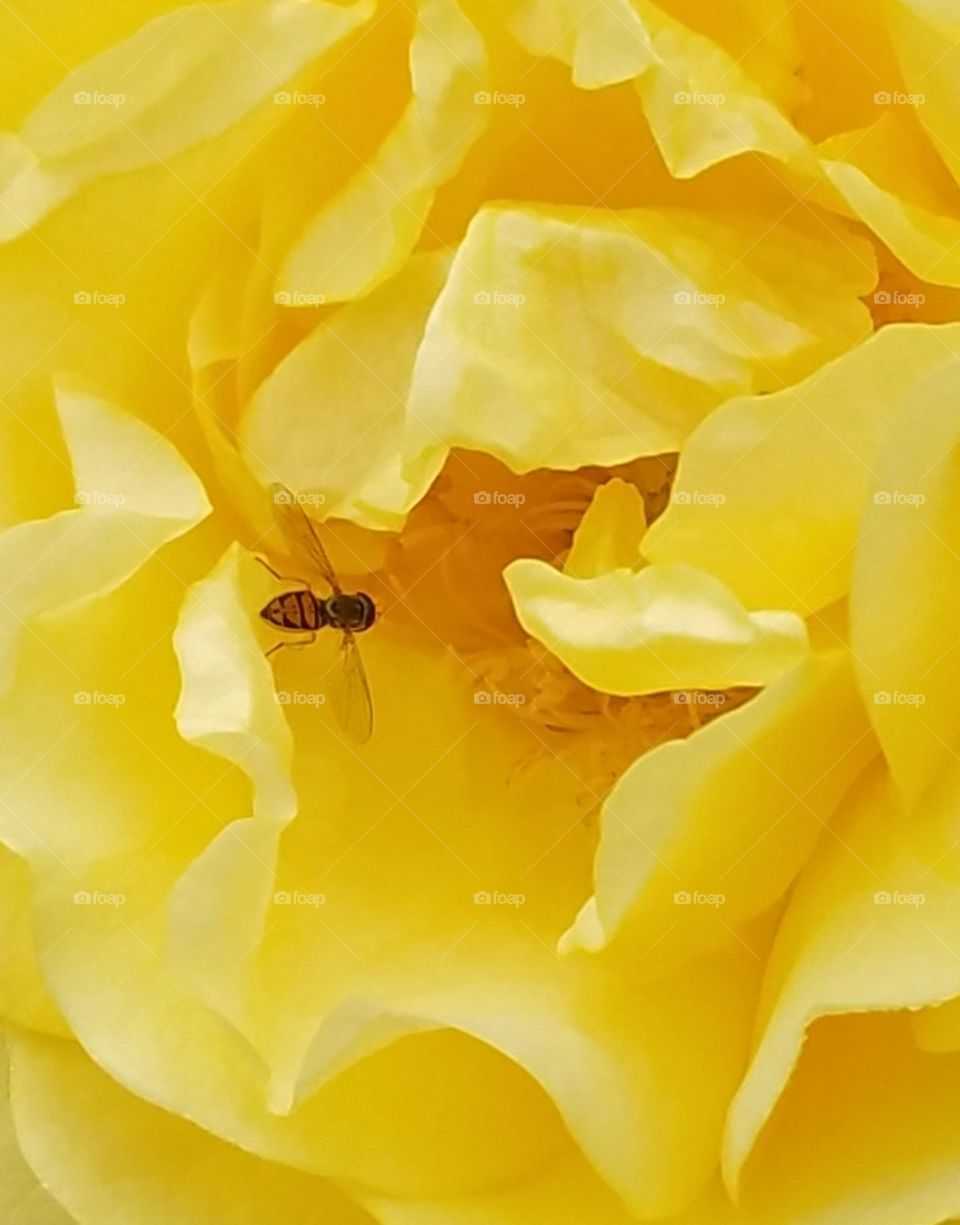Yellow rose with bee