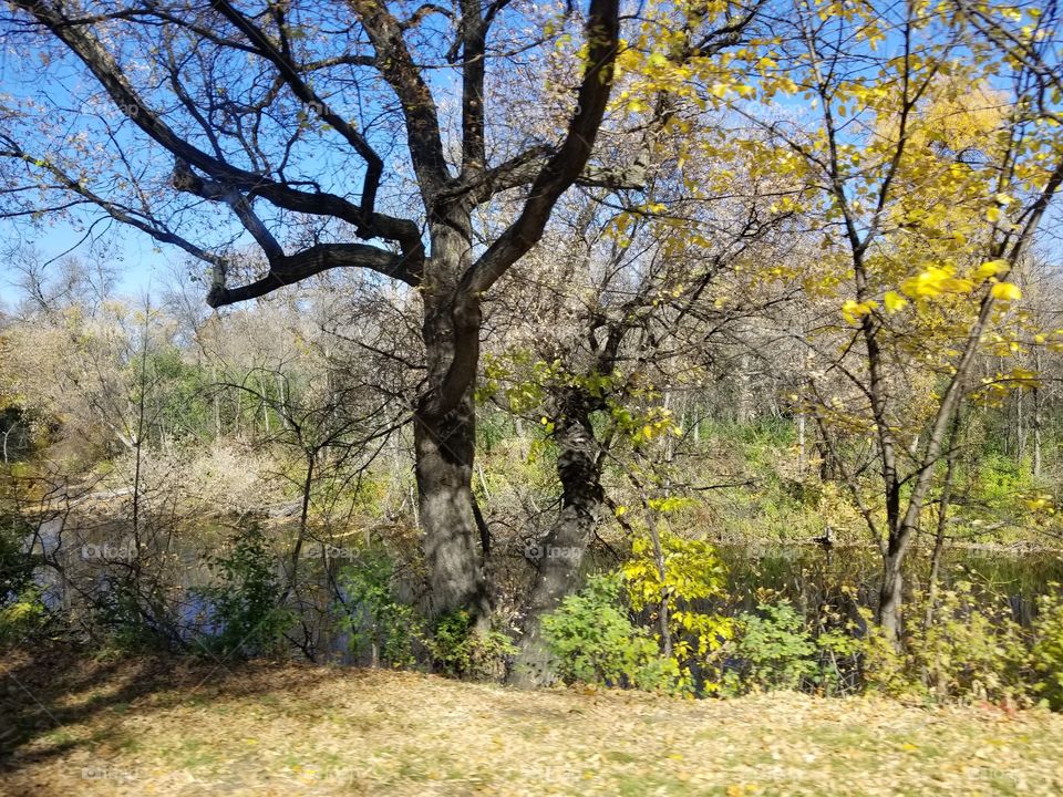 Tree, Landscape, Fall, Nature, Leaf