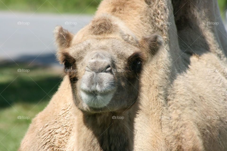 Camel Kiss