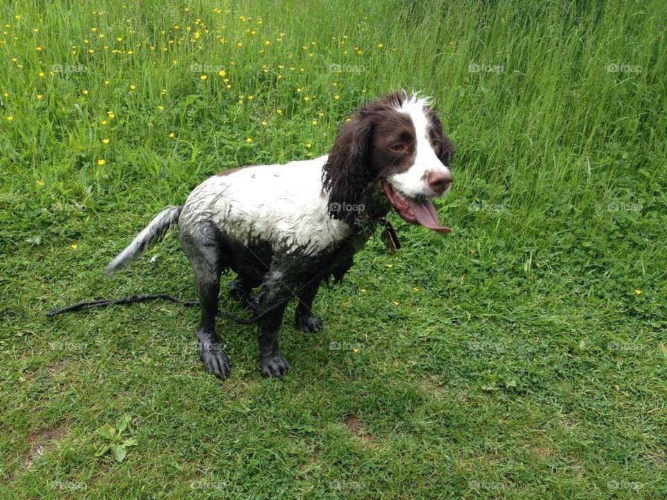 Mucky pup