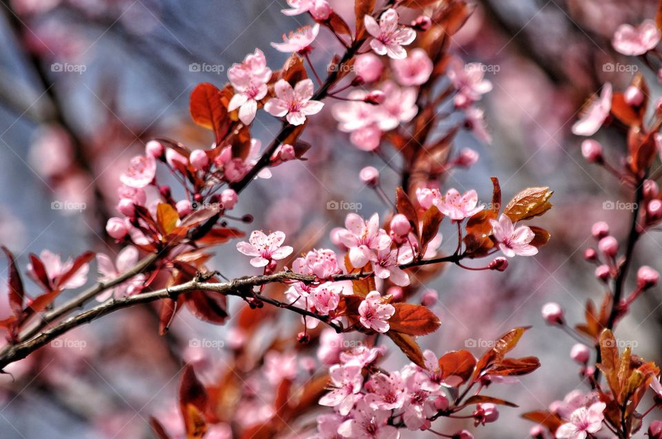 Flower, Tree, Branch, Nature, No Person