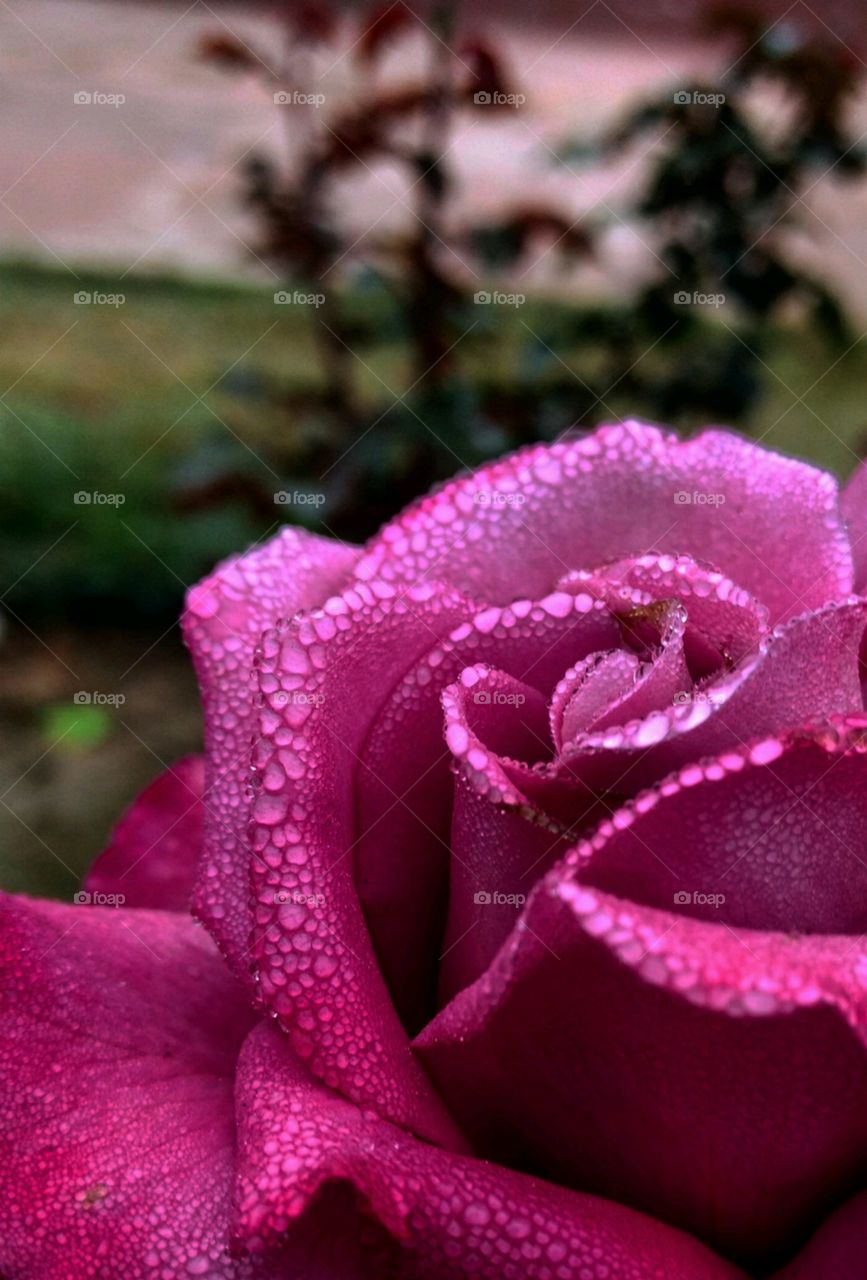focus on pink rose with dew