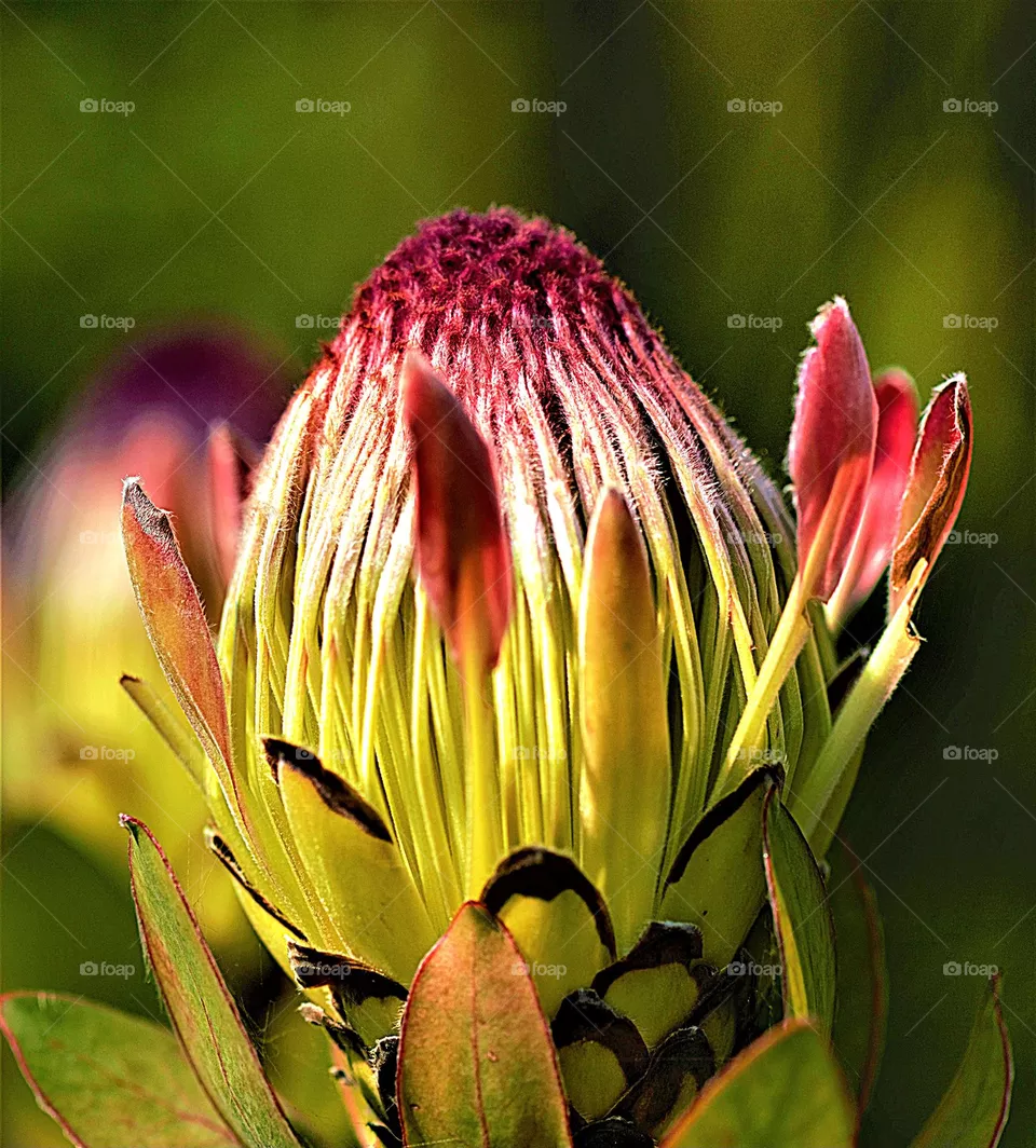 Blüte als Nahaufnahme
